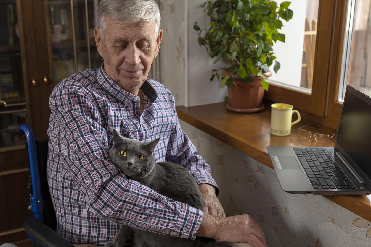 Mature man at desk in front of laptop and coffee with gray cat sitting in his lap